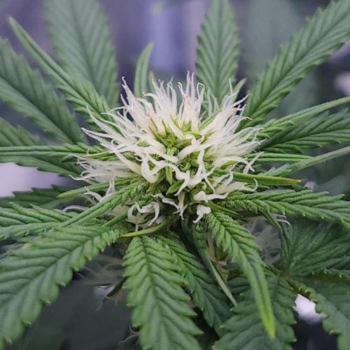 Night Owl LSO/Organics !. Week 6 - Chem 'N' Kush (Day 36)