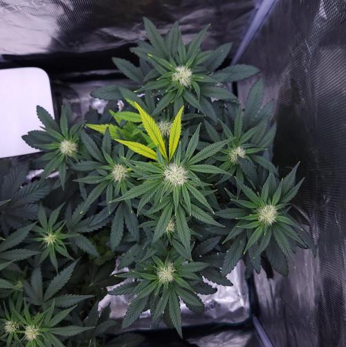 Night Owl LSO/Organics !. Week 6 - Instant Classik (Day 36)