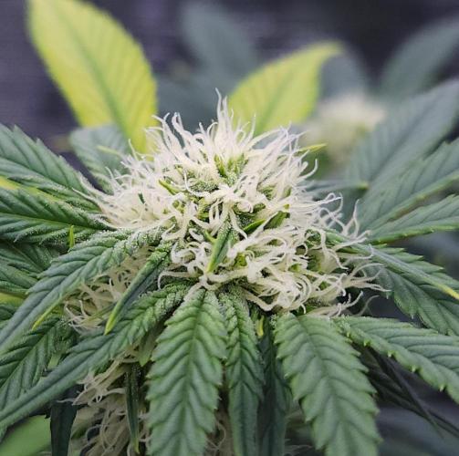 Night Owl LSO/Organics !. Week 6 - Instant Classik (Day 36)