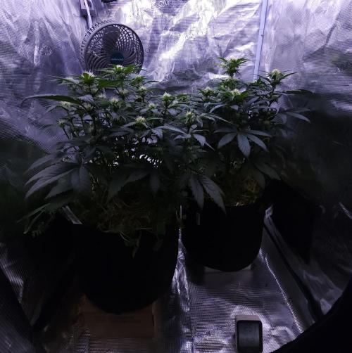 Night Owl LSO/Organics !. Week 6 - 06/05/26