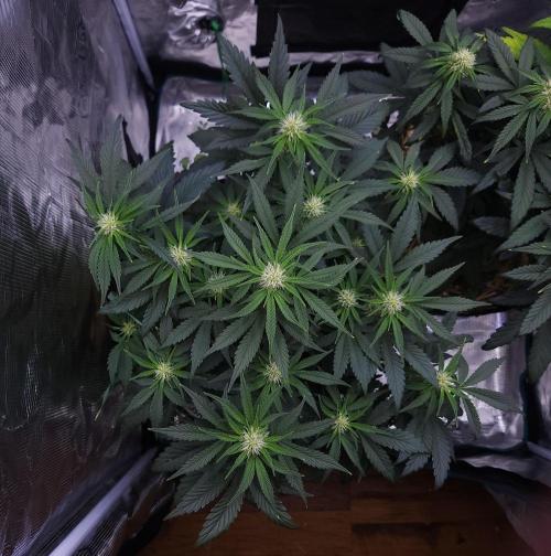 Night Owl LSO/Organics !. Week 6 - Chem 'N' Kush (Day 37)