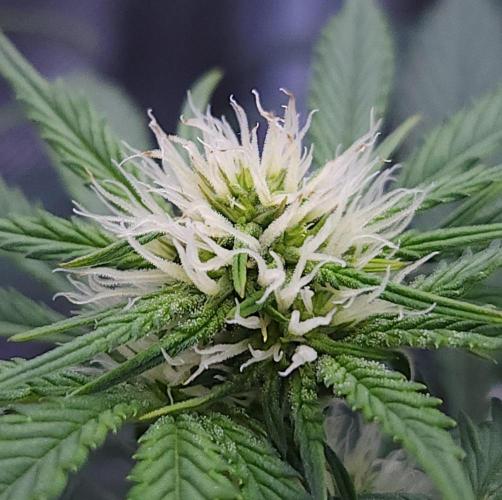 Night Owl LSO/Organics !. Week 6 - Chem 'N' Kush (Day 37)