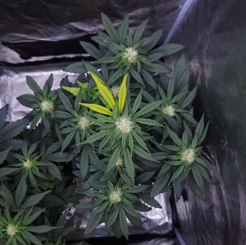 Night Owl LSO/Organics !. Week 6 - Instant Classik (Day 37)