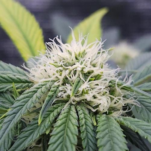 Night Owl LSO/Organics !. Week 6 - Instant Classik (Day 37)