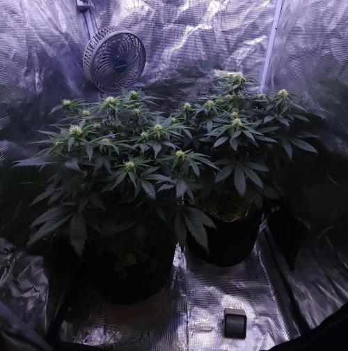 Night Owl LSO/Organics !. Week 6 - 06/06/26