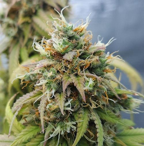 Butterbean Birdseed - Fast Flowering LSO. Week 17 - UBC Chemo (Day 132)