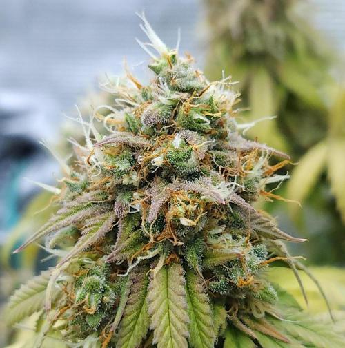 Butterbean Birdseed - Fast Flowering LSO. Week 17 - UBC Chemo (Day 132)