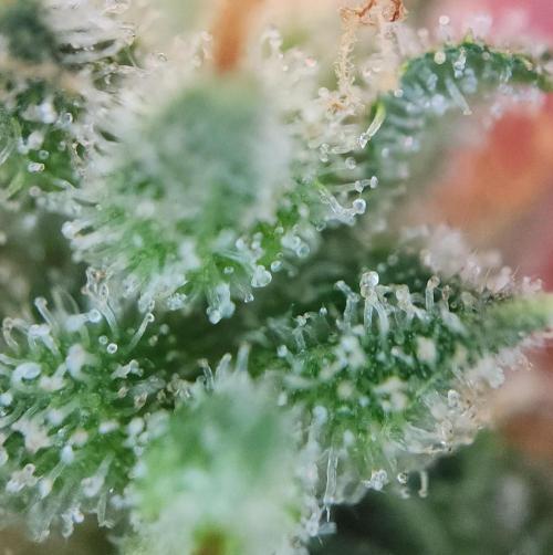 Butterbean Birdseed - Fast Flowering LSO. Week 17 - UBC Chemo (Day 132)