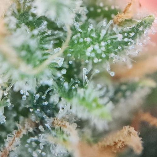 Butterbean Birdseed - Fast Flowering LSO. Week 17 - UBC Chemo (Day 132)