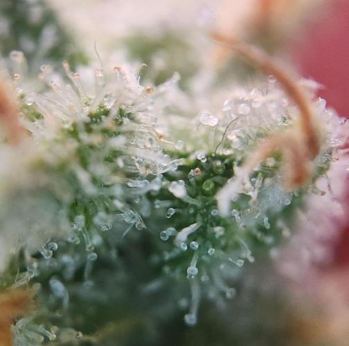 Butterbean Birdseed - Fast Flowering LSO. Week 17 - UBC Chemo (Day 132)