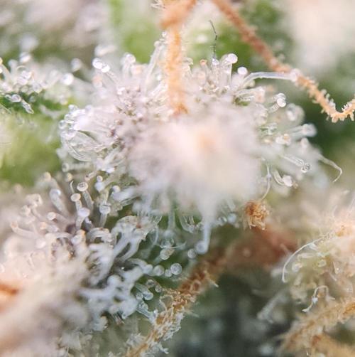 Butterbean Birdseed - Fast Flowering LSO. Week 17 - UBC Chemo (Day 132)