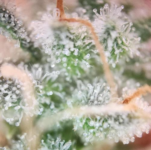 Butterbean Birdseed - Fast Flowering LSO. Week 17 - UBC Chemo (Day 132)