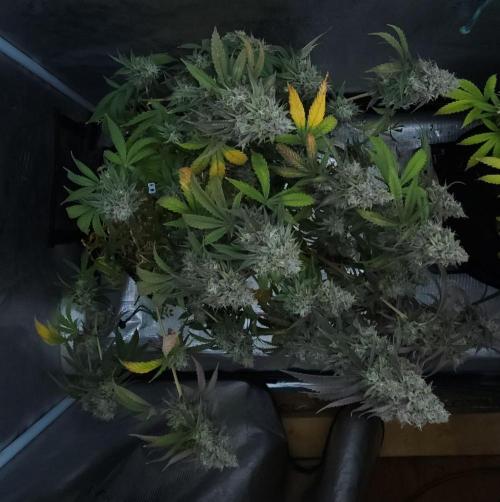 Butterbean Birdseed - Fast Flowering LSO. Week 17 - Faster Master (Day 123)