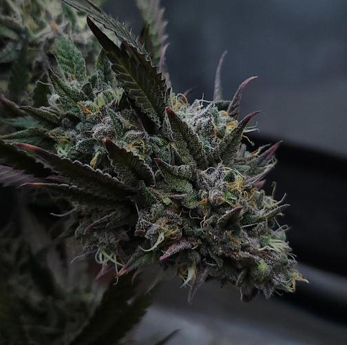 Butterbean Birdseed - Fast Flowering LSO. Week 17 - Faster Master (Day 123)