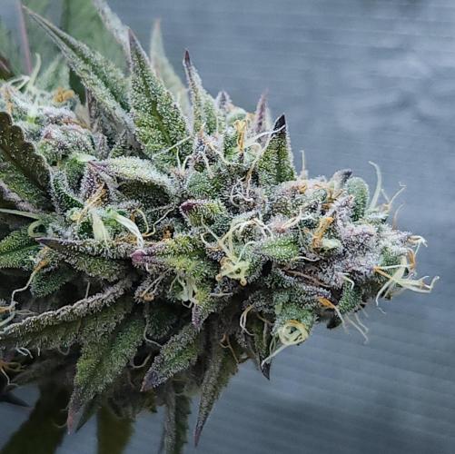 Butterbean Birdseed - Fast Flowering LSO. Week 17 - Faster Master (Day 123)
