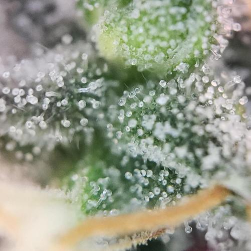 Butterbean Birdseed - Fast Flowering LSO. Week 17 - Faster Master (Day 123)