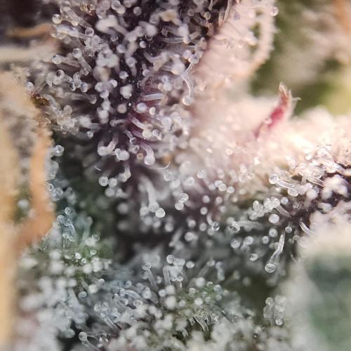 Butterbean Birdseed - Fast Flowering LSO. Week 17 - Faster Master (Day 123)