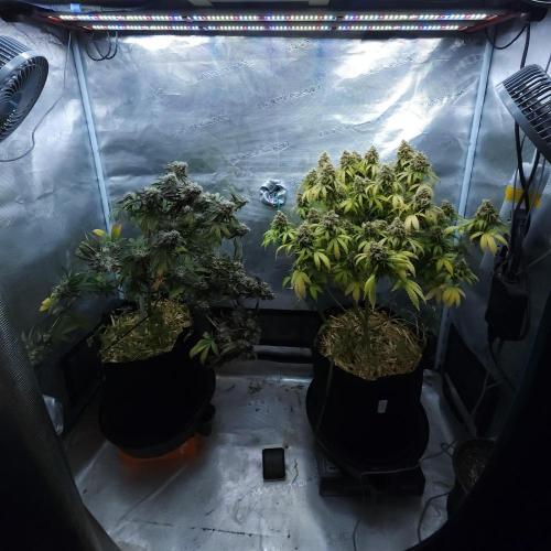 Butterbean Birdseed - Fast Flowering LSO. Week 17 - 06/06/26