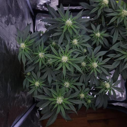 Night Owl LSO/Organics !. Week 6 - Chem 'N' Kush (Day 38)
