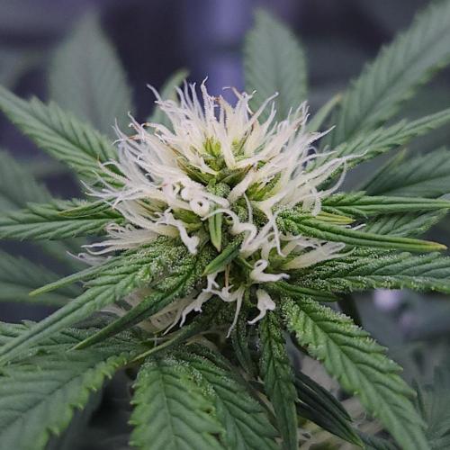 Night Owl LSO/Organics !. Week 6 - Chem 'N' Kush (Day 38)