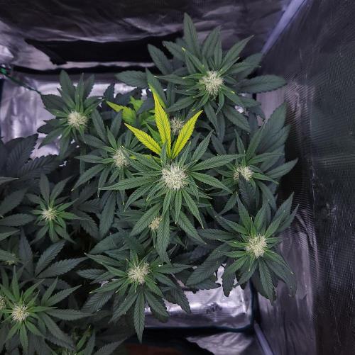 Night Owl LSO/Organics !. Week 6 - Instant Classik (Day 38)