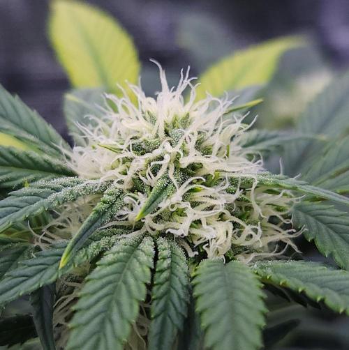 Night Owl LSO/Organics !. Week 6 - Instant Classik (Day 38)