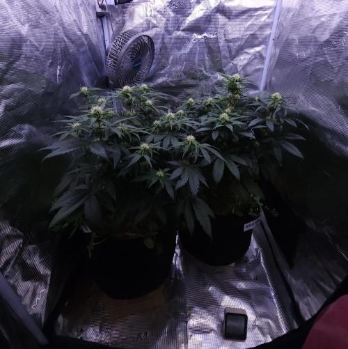 Night Owl LSO/Organics !. Week 6 - 06/07/26