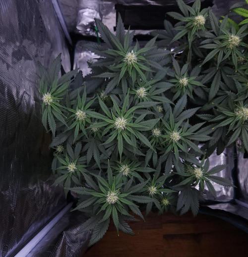 Night Owl LSO/Organics !. Week 6 - Chem 'N' Kush (Day 39)