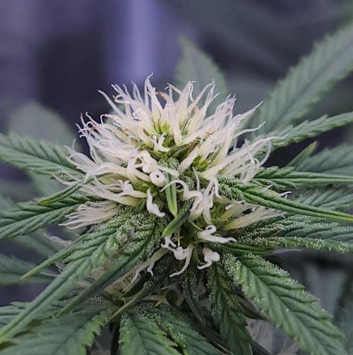 Night Owl LSO/Organics !. Week 6 - Chem 'N' Kush (Day 39)