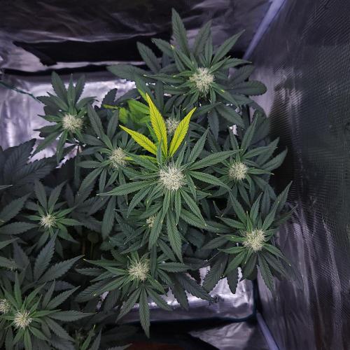 Night Owl LSO/Organics !. Week 6 - Instant Classik (Day 39)