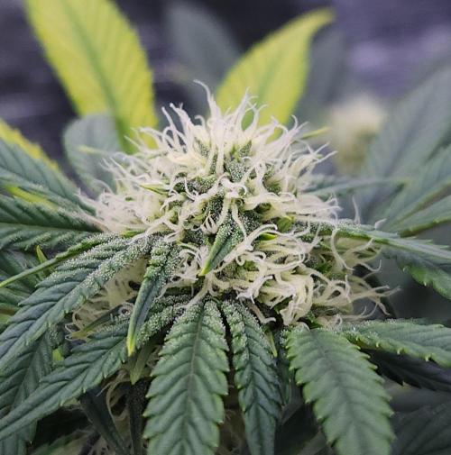 Night Owl LSO/Organics !. Week 6 - Instant Classik (Day 39)