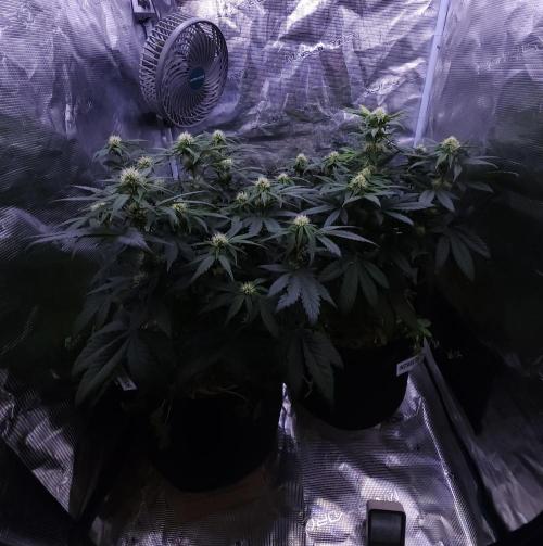 Night Owl LSO/Organics !. Week 6 - 06/08/26