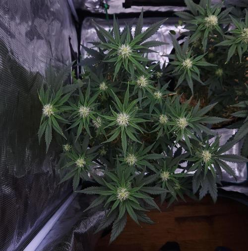 Night Owl LSO/Organics !. Week 6 - Chem 'N' Kush (Day 40)