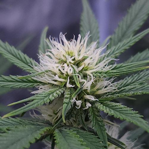 Night Owl LSO/Organics !. Week 6 - Chem 'N' Kush (Day 40)