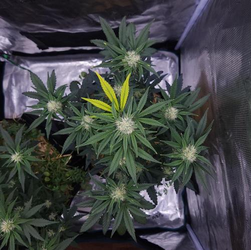 Night Owl LSO/Organics !. Week 6 - Instant Classik (Day 40)