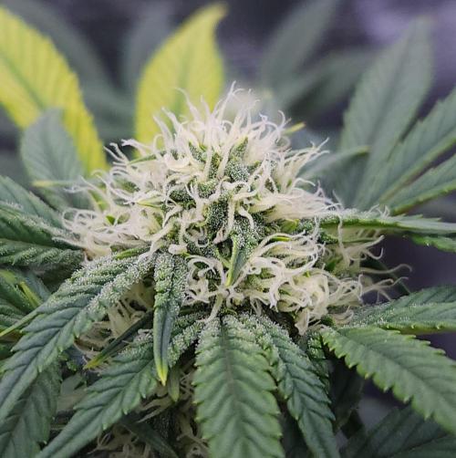 Night Owl LSO/Organics !. Week 6 - Instant Classik (Day 40)