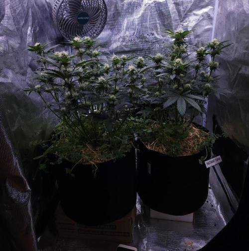 Night Owl LSO/Organics !. Week 6 - 06/09/26