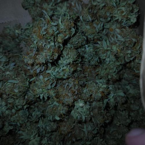 Butterbean Birdseed - Fast Flowering LSO. Week 17 - UBC Chemo Day 1 Sweat 06/09/26