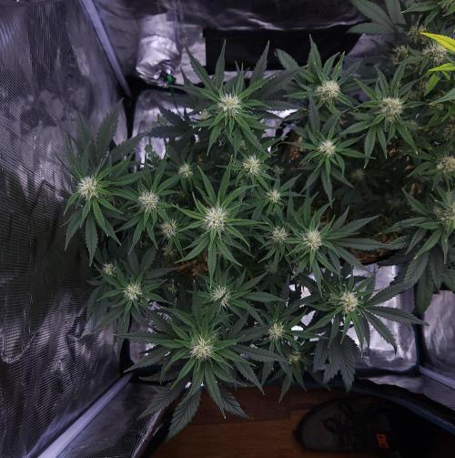 Night Owl LSO/Organics !. Week 6 - Chem 'N' Kush (Day 41)