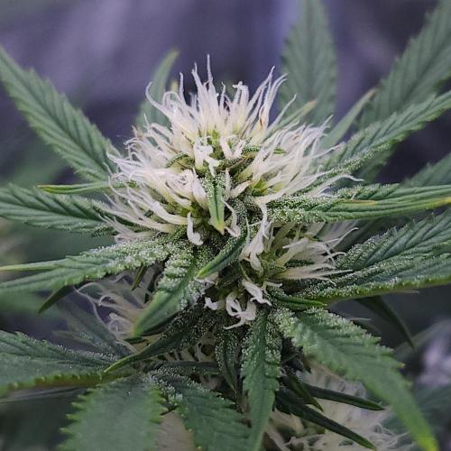 Night Owl LSO/Organics !. Week 6 - Chem 'N' Kush (Day 41)