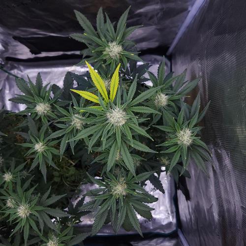 Night Owl LSO/Organics !. Week 6 - Instant Classik (Day 41)