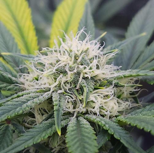 Night Owl LSO/Organics !. Week 6 - Instant Classik (Day 41)