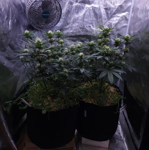 Night Owl LSO/Organics !. Week 6 - 06/10/26