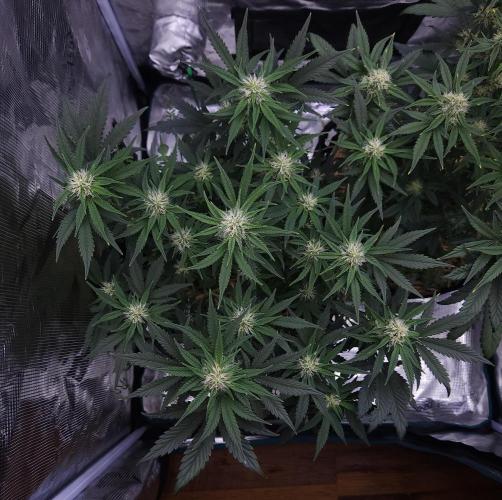 Night Owl LSO/Organics !. Week 6 - Chem 'N' Kush (Day 42)