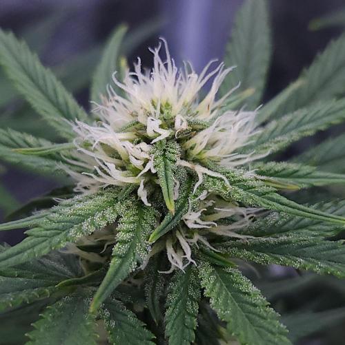 Night Owl LSO/Organics !. Week 6 - Chem 'N' Kush (Day 42)