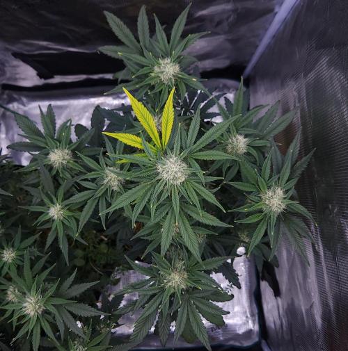Night Owl LSO/Organics !. Week 6 - Instant Classik (Day 42)