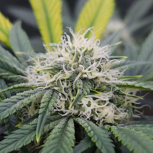 Night Owl LSO/Organics !. Week 6 - Instant Classik (Day 42)