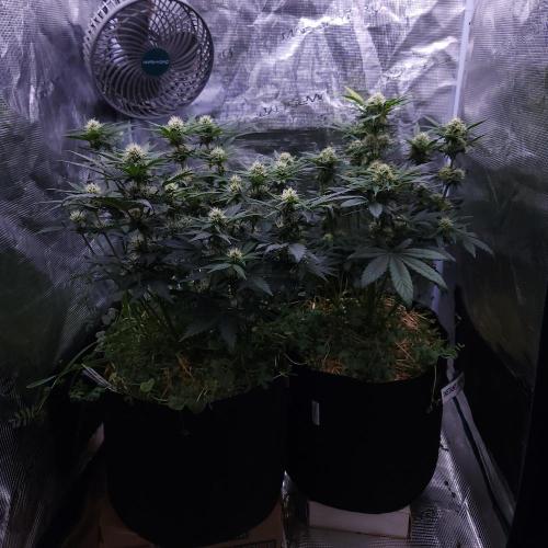 Night Owl LSO/Organics !. Week 6 - 06/11/26
