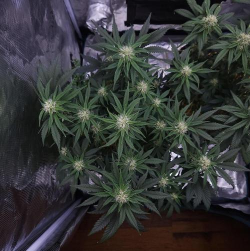Night Owl LSO/Organics !. Week 7 - Chem 'N' Kush (Day 43)