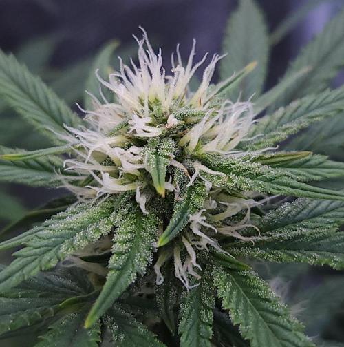 Night Owl LSO/Organics !. Week 7 - Chem 'N' Kush (Day 43)